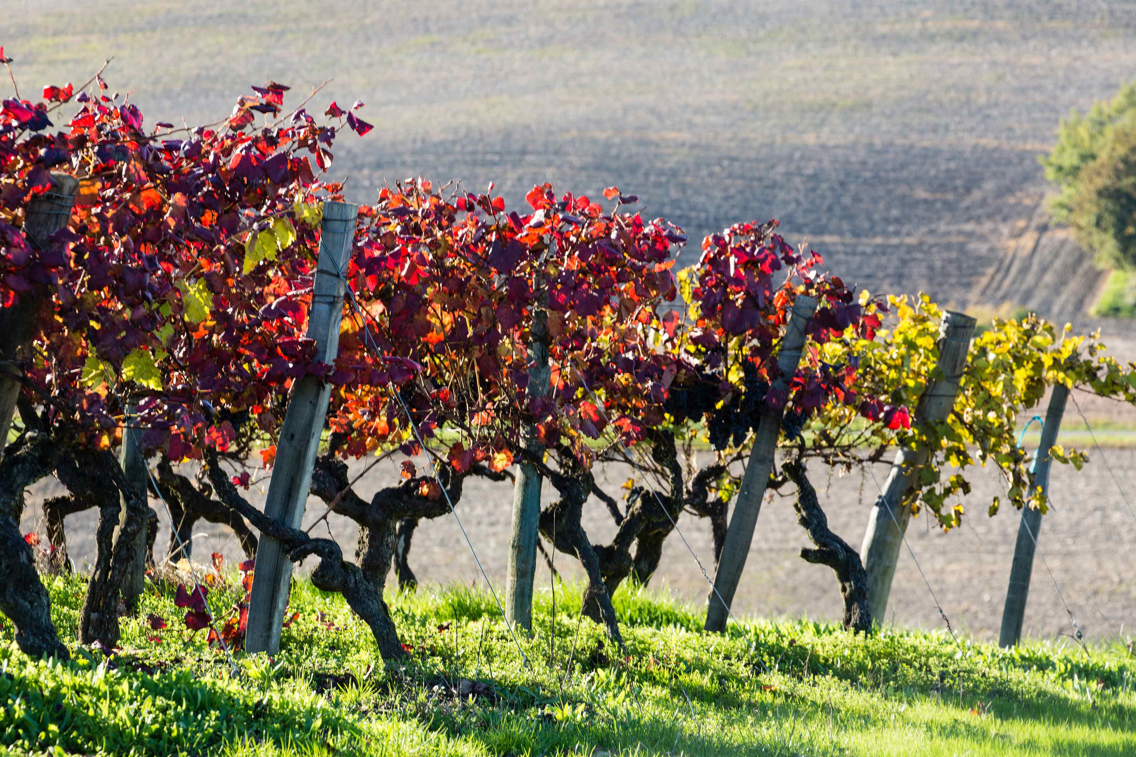 Vignes