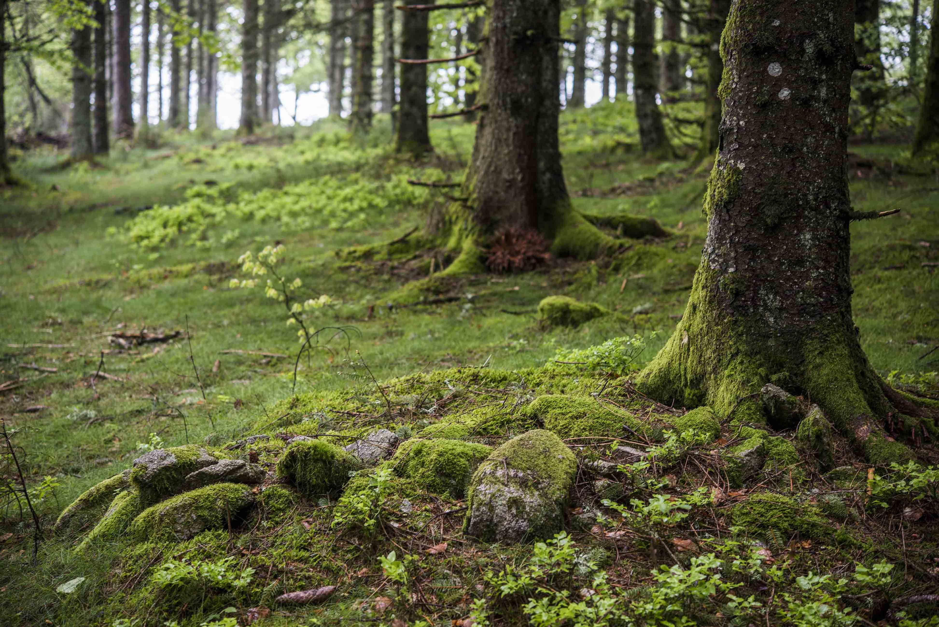 Forêt