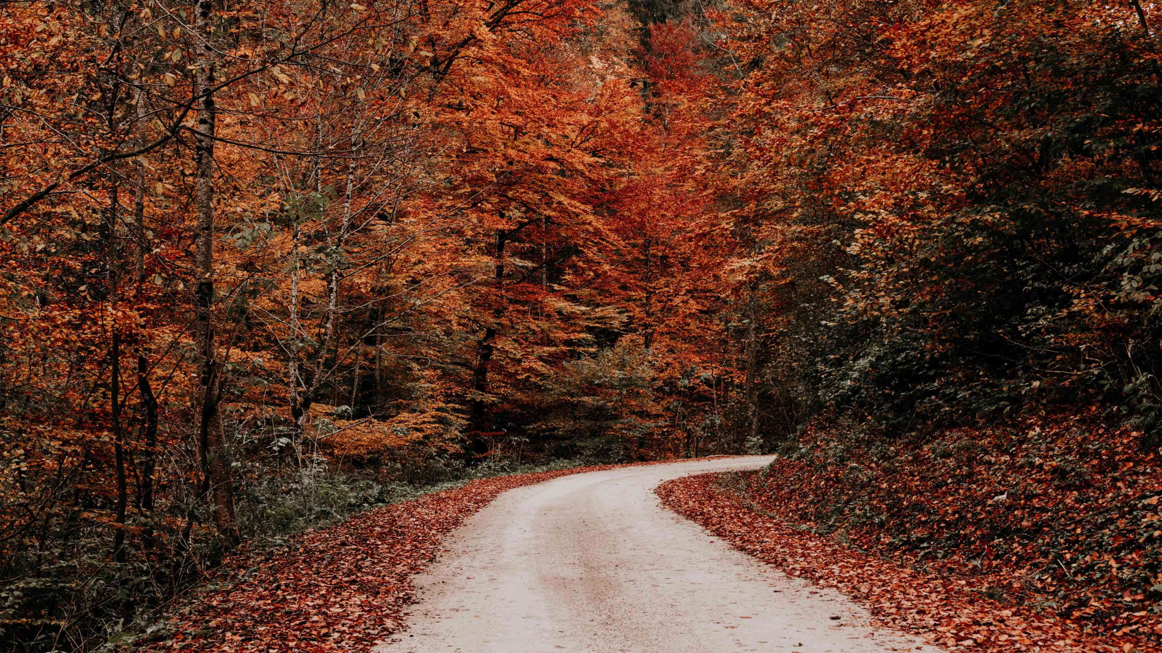 Une route qui passe à travers la forêt en automne