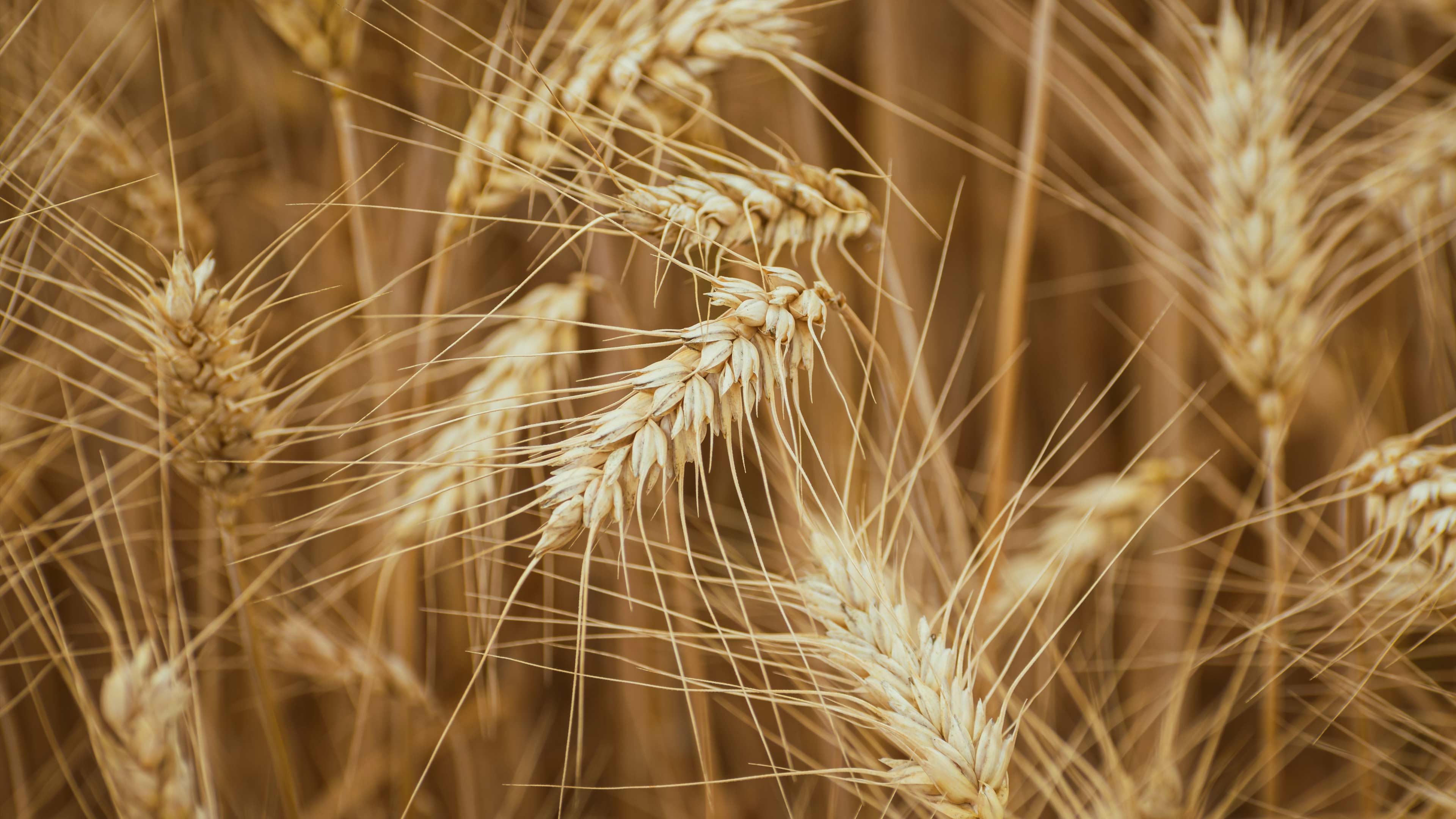 agriculture : épis de blé