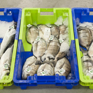 Transformation des produits de la pêche et de l'aquaculture