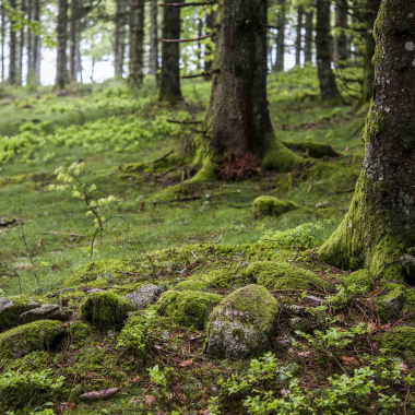 Dispositif SODEF : bonification des investissements en forêt
