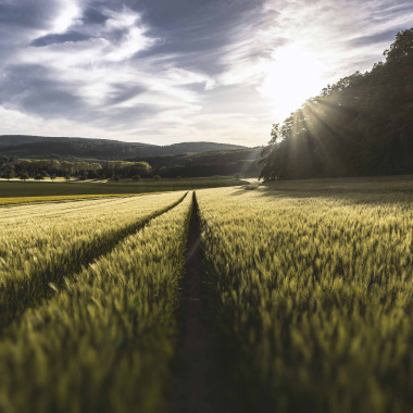 Circuits alimentaires locaux - Coopération, innovation, logistique 