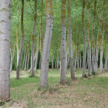 Aide au développement de peupleraies de qualité en alignement dans le Marais Poitevin 