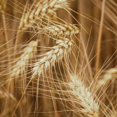 Valorisez vos coproduits issus de la biomasse (VALCOBIO) sur de nouveaux marchés : cosmétique, santé, chimie, matériaux