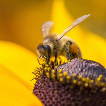 Réutilisation des eaux non conventionnelles