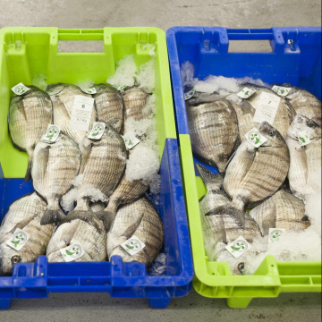 Transformation des produits de la pêche et de l'aquaculture