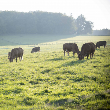 Aide aux investissements productifs dans l’agroalimentaire