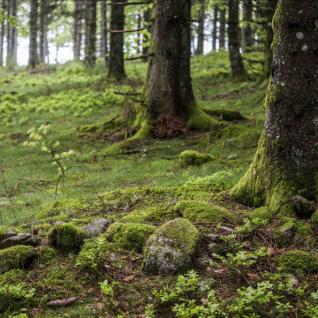 Investir dans le renouvellement des forêts et l'adaptation au changement climatique