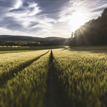 Circuits alimentaires locaux - Coopération, innovation, logistique 