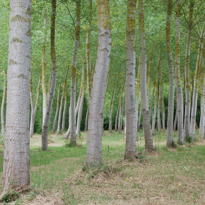 Aide au développement de peupleraies de qualité en alignement dans le Marais Poitevin 
